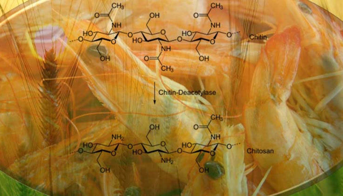 QUITOSANO (Poli-D-Glucosamina): la nanotecnología al servicio de la agricultura | TRICHODEX